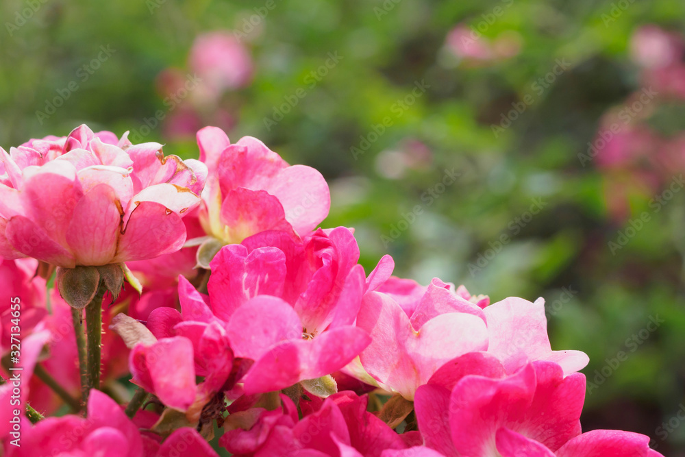 Beautiful colorful pink roses flower in the garden Beautiful colorful pink roses flower in the garden