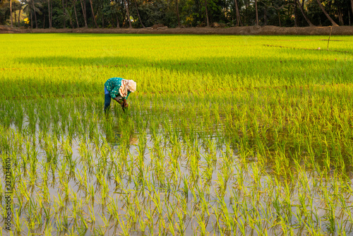 Photography Indian female labourer/woman cultivating in the fields of Quepem in Goa, India