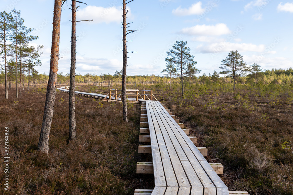 wooden walkway in the bog