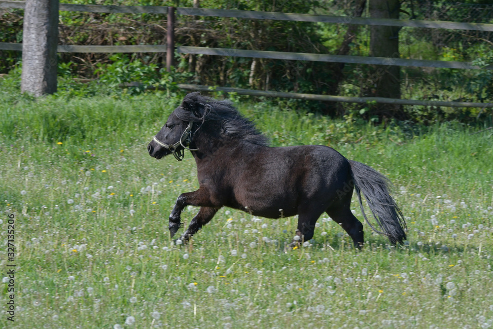 A cute Shetland pony galloping in the meadow. A cute Shetland pony galloping in the meadow.