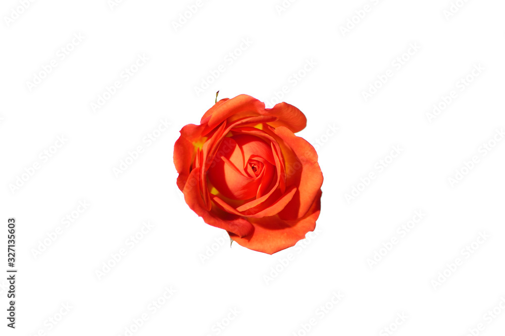 Fototapeta premium Flower0013