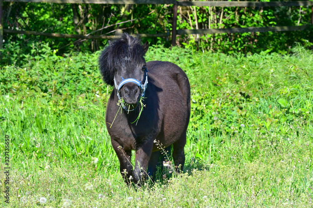 A cute Shetland pony grazing in the meadow. A cute Shetland pony grazing in the meadow.