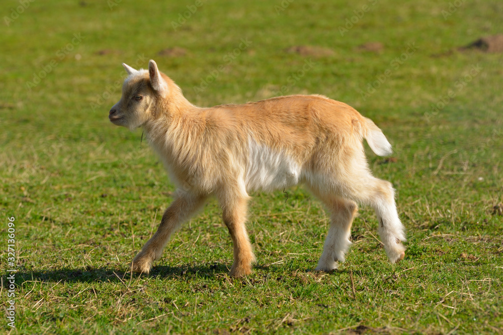 Fototapeta premium Ziegen mit Zicklein auf einem Bauernhof