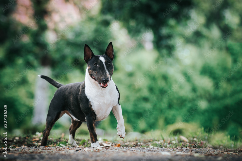 Bull terrier show dog posing. Mini bullterrier.	