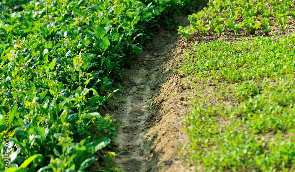 Green choy sum in growth at vegetable garden Green choy sum in growth at vegetable garden