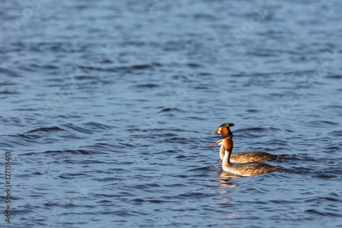 Pair of Great Crested Grebe in water