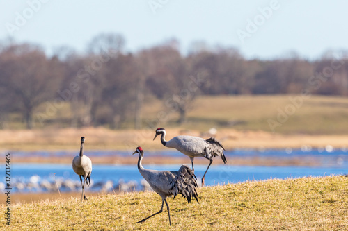Three Cranes go on a field at the lake