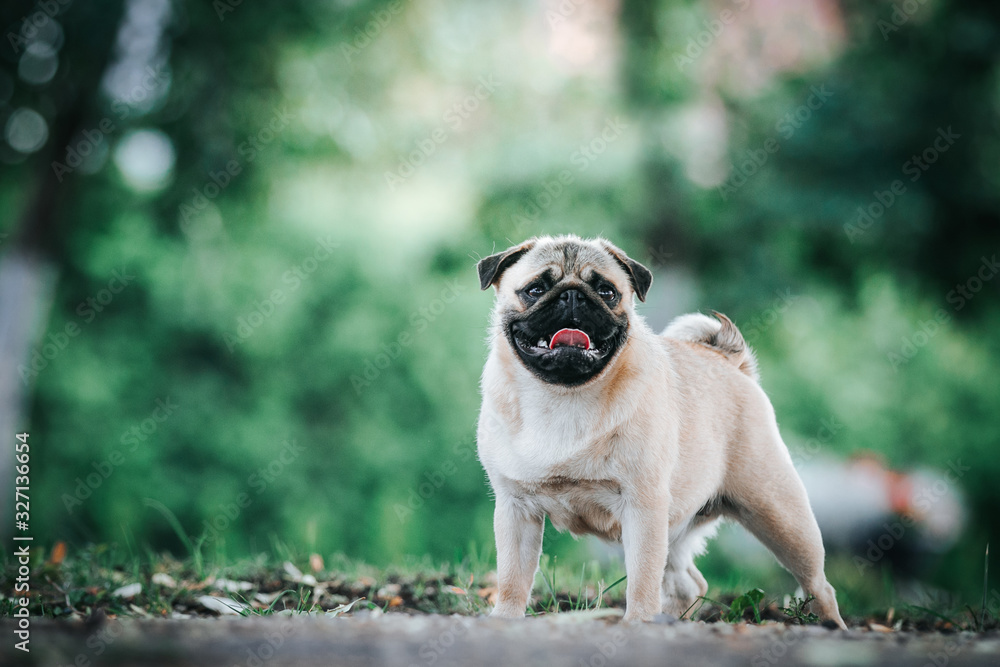 Pug dog in the forest posing. Beautiful young pug female in green background Pug dog in the forest posing. Beautiful young pug female in green background