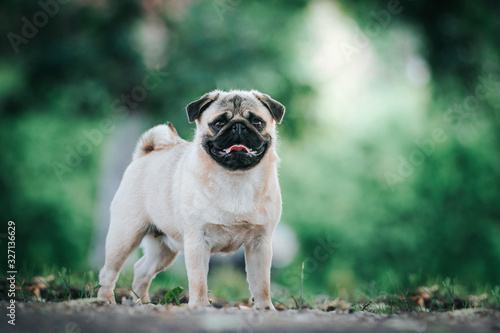 Pug dog in the forest posing. Beautiful young pug female in green background 