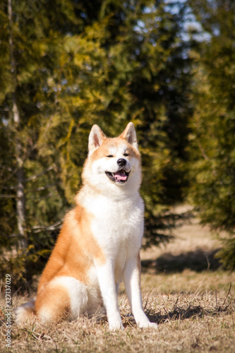 Akita inu dog posing outside. Japanese akita portrait.