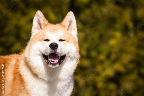 Obraz na płótnie Akita inu dog posing outside. Japanese akita portrait.