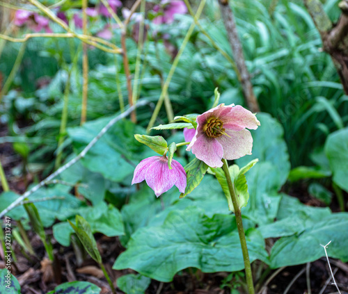 A helibore flower in a winter garden photo