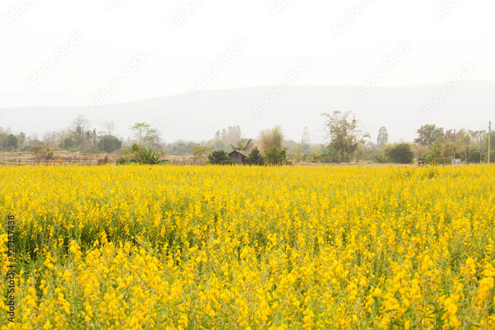 Sunn hemp or Chanvre indien, Legume yellow flowers that bloom in a farmer's field
