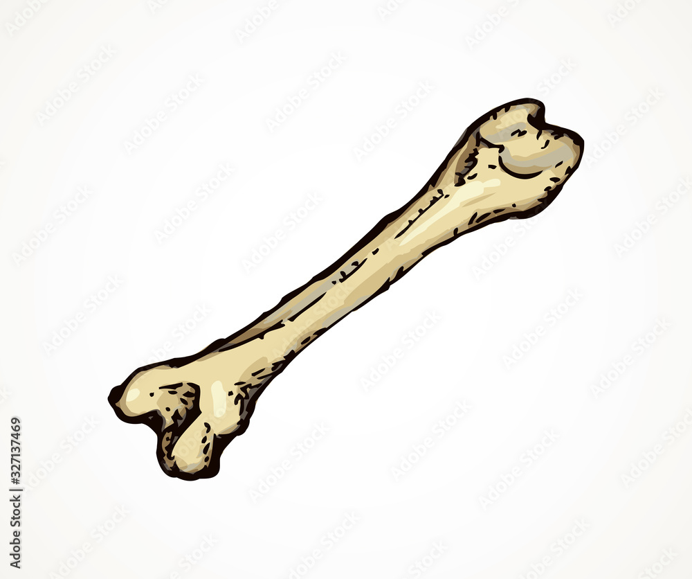 Naklejka premium Bone. Vector drawing