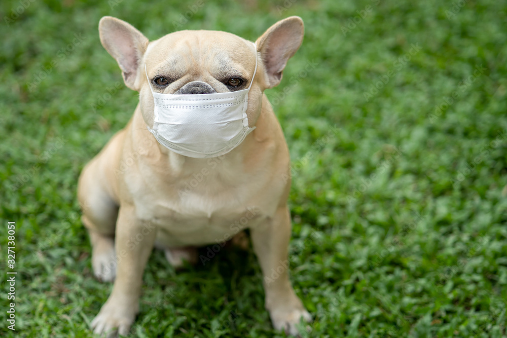 French bulldog sitting in garden wearing medical mask prevent pollution, flu and convid-19.