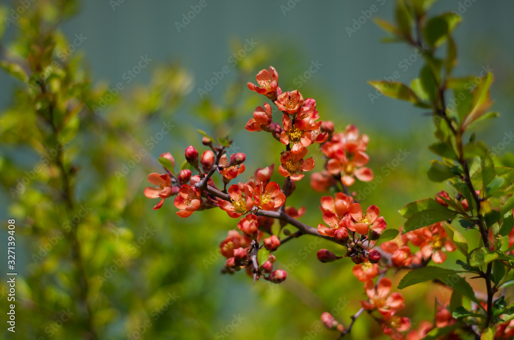 Nature floral background. Flowering quince. Flowers of Japanese pear. Live wall of flowers in a spring garden. Red quince flowers close-up. Nature floral background. Flowering quince. Flowers of Japanese pear. Live wall of flowers in a spring garden. Red quince flowers close-up.