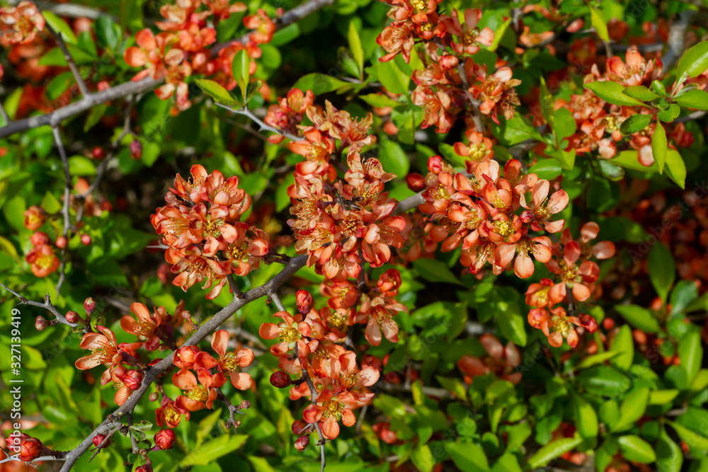 Nature floral background. Flowering quince. Flowers of Japanese pear. Live wall of flowers in a spring garden. Red quince flowers close-up. Nature floral background. Flowering quince. Flowers of Japanese pear. Live wall of flowers in a spring garden. Red quince flowers close-up.