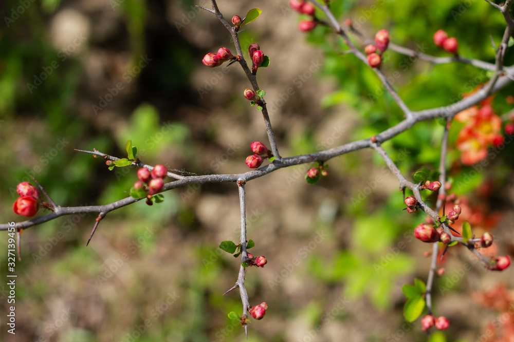 Nature floral background. Flowering quince. Flowers of Japanese pear. Live wall of flowers in a spring garden. Red quince flowers close-up. Nature floral background. Flowering quince. Flowers of Japanese pear. Live wall of flowers in a spring garden. Red quince flowers close-up.