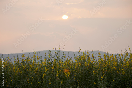 Sunn hemp or Chanvre indien, Legume yellow flowers that bloom in a farmer's field photo