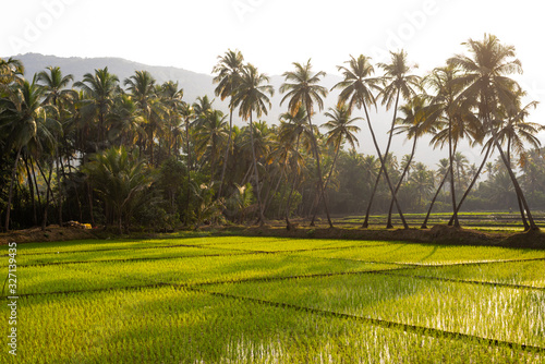 Green paddy fields with coconut trees in background, peaceful landscape in Goa India, Agriculture landscape