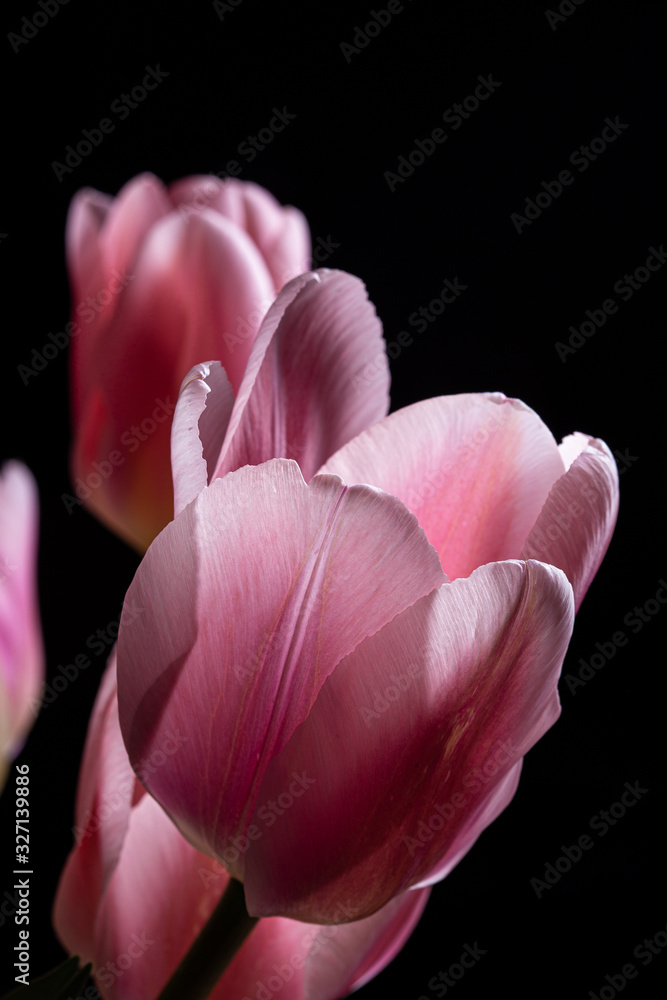 Pink tulip flower bouquet backlit on a solid black background Pink tulip flower bouquet backlit on a solid black background