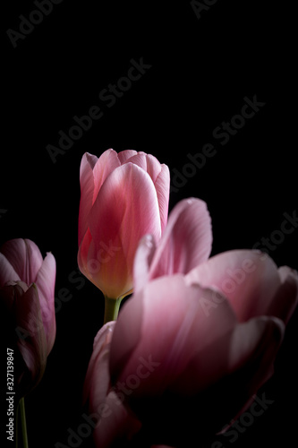 Pink tulip flower bouquet backlit on a solid black background