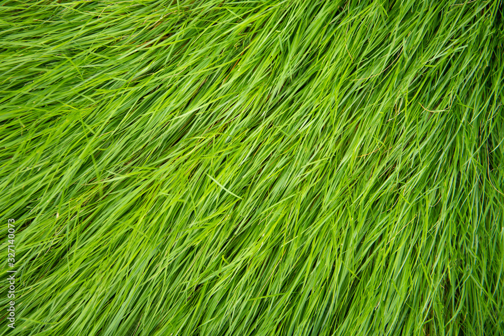 Artificial grass used for decoration as a background Artificial grass can be used for many things such as football fields, golf courses, organizing events, etc. Artificial grass used for decoration as a background Artificial grass can be used for many things such as football fields, golf courses, organizing events, etc.