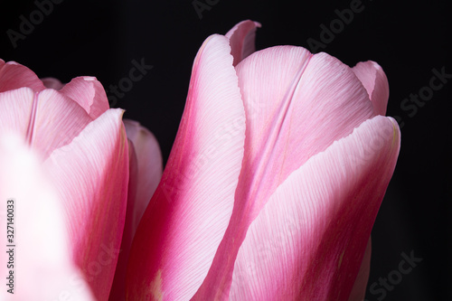 Smooth pink petals tulip flower in bloom close up still on a black background