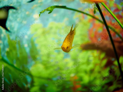 beautiful colored fish swim in a aquarium