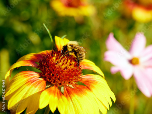 Image of beautiful flower and bee close-up © Zanger Zheleznogorov