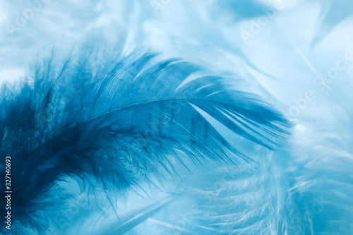 Abstract soft blue feather background. Closeup of light and dark blue feathers. Soft selective focus