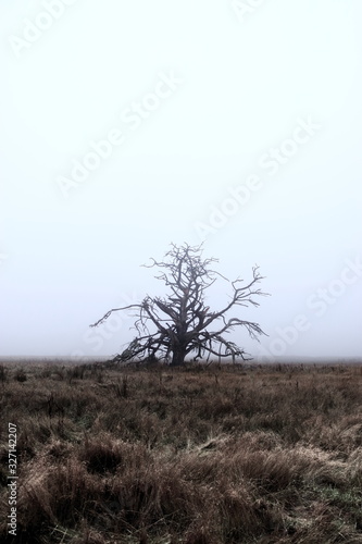 Wallpaper Mural Dead tree in fog meadow field  Torontodigital.ca