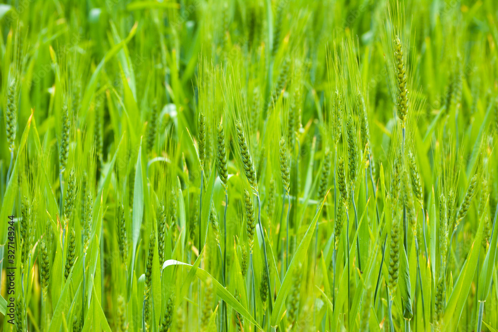 Close up of young green wheat on the field Close up of young green wheat on the field