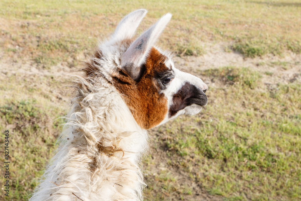 Obraz premium Perfil de una llama