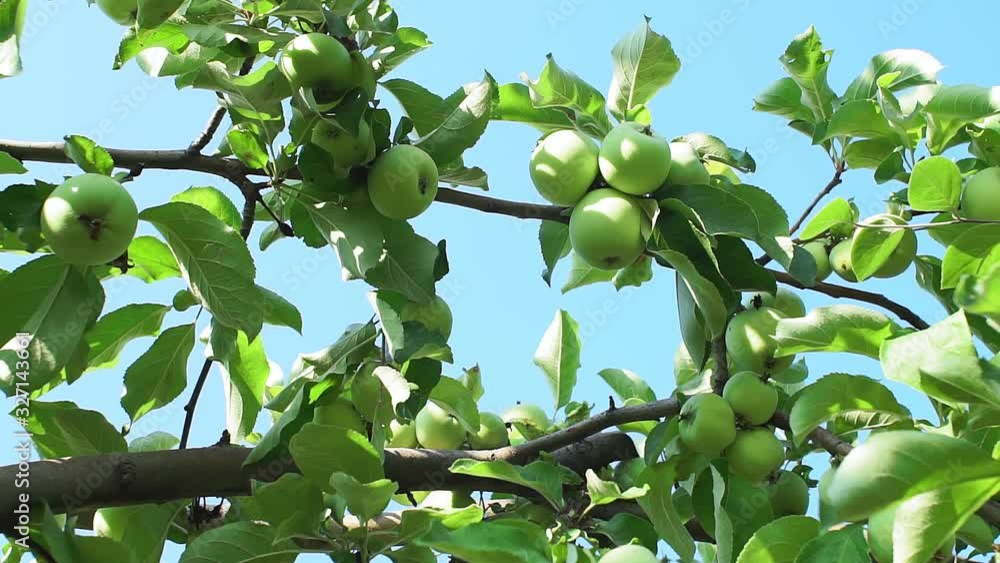 Apple trees in an orchard with ripe apples ready for harvest. organic fruit, green apples Apple trees in an orchard with ripe apples ready for harvest. organic fruit, green apples