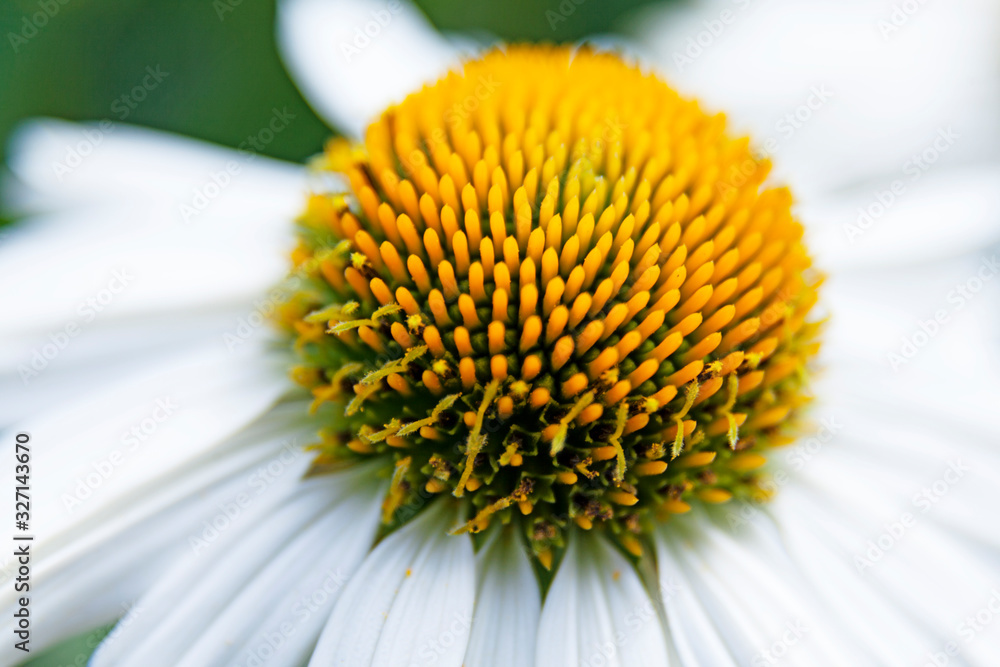 a white daisy in close-up with focus on the yellow part of the flower a white daisy in close-up with focus on the yellow part of the flower
