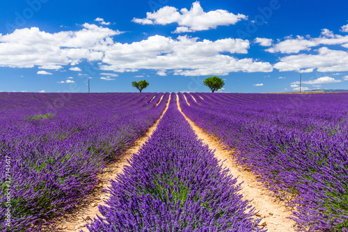 Provence  France. Lavender fields on the Plateau of Valensole.