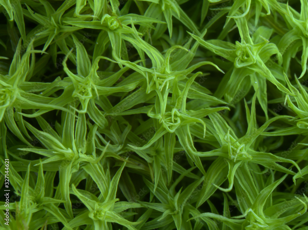 Green grass, high contrast macro detail photo Green grass, high contrast macro detail photo