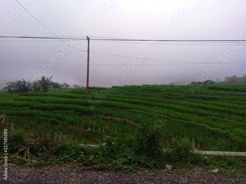 Fotografie ricefield near the road