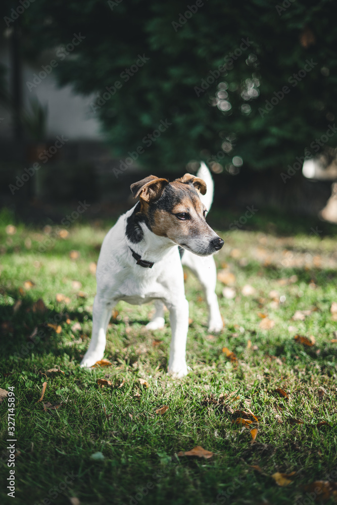 Portrait vom Jack Russell Terrier Hund steht im Garten auf Rasen und schaut sich um Portrait vom Jack Russell Terrier Hund steht im Garten auf Rasen und schaut sich um