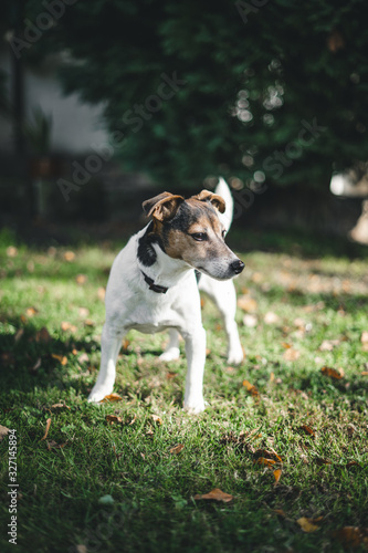 Portrait vom Jack Russell Terrier Hund steht im Garten auf Rasen und schaut sich um