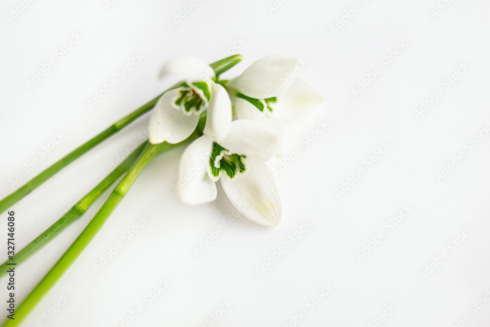 Three snowdrop flowers isolated on white background Three snowdrop flowers isolated on white background