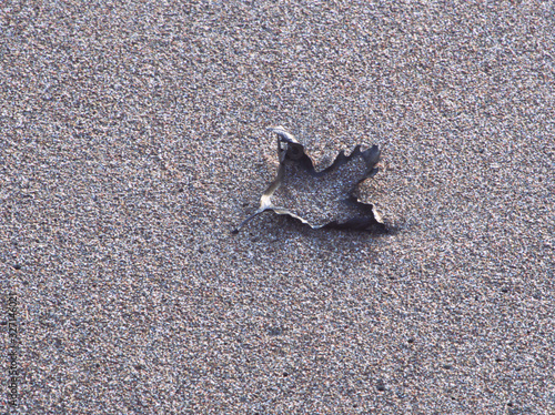 Platanus leaf on gray sand