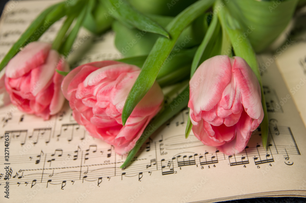 Musical notes and one tulip romantic background Stock Photo | Adobe Stock