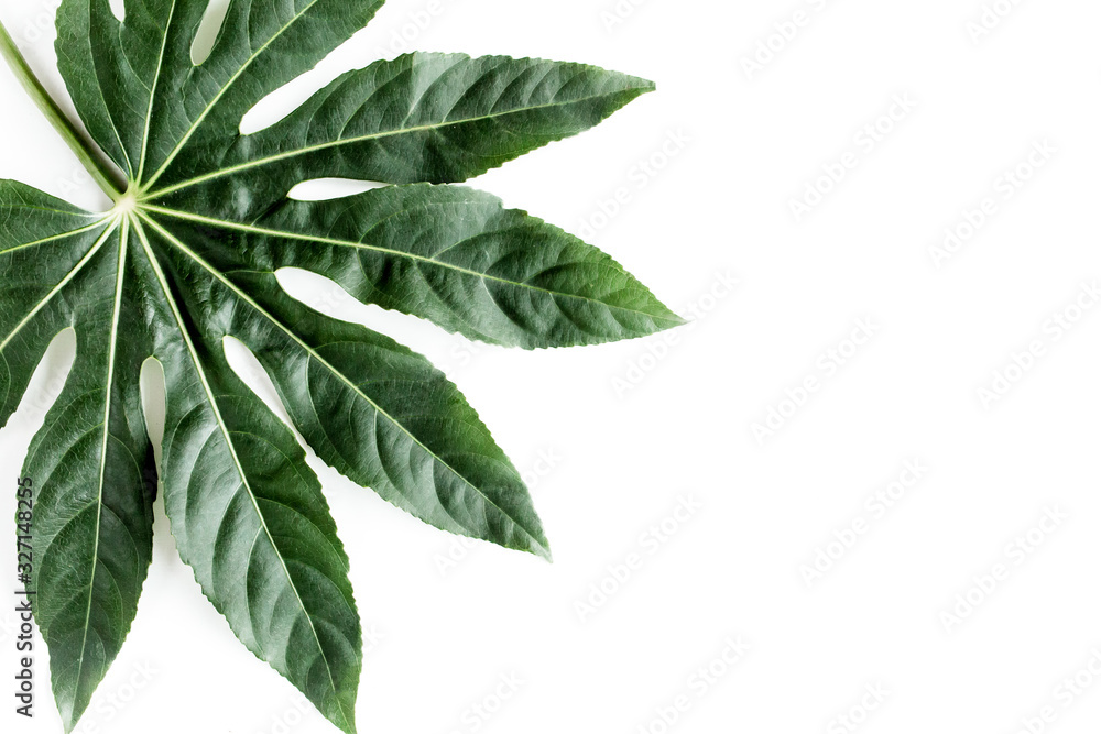 Tropical palm leaves Aralia isolated on white background. Tropical nature concept. Tropical palm leaves Aralia isolated on white background. Tropical nature concept.
