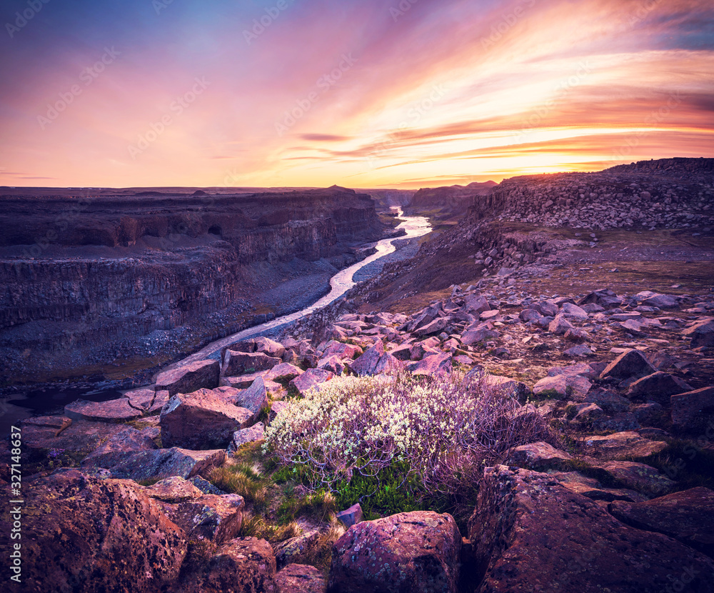 A flowering bush between stones and river Jökulsa a Fjöllum in the canyon in Vatnajökull National Park (Jökulsargljafur) near waterfall Dettifoss at sunset. Amazing places.