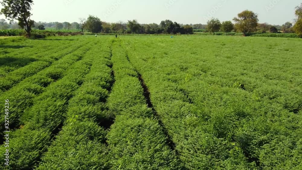 Indian farmer spraying pesticides in green chickpea field Indian farmer spraying pesticides in green chickpea field