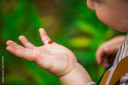 A little boy looks at the ladybird on his hand. Ladybug crawling on the hand of the child