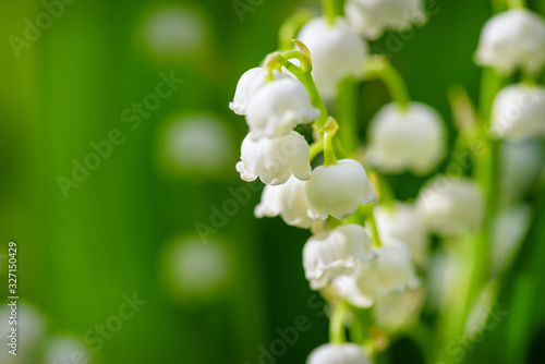 Flower Spring Lily of the valley Background Horizontal Close-up Macro shot. Close-up of lily of the valley flower spring background. Natural nature background with blooming beautiful flowers.