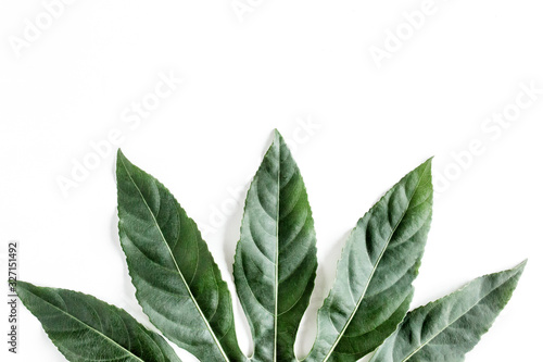 Tropical palm leaves Aralia isolated on white background. Tropical nature concept.